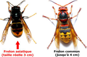 difference-frelon-3